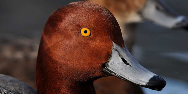 duck