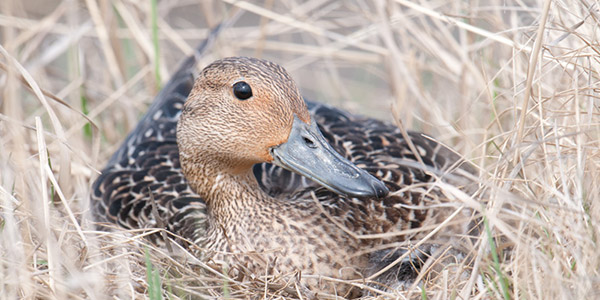 duck