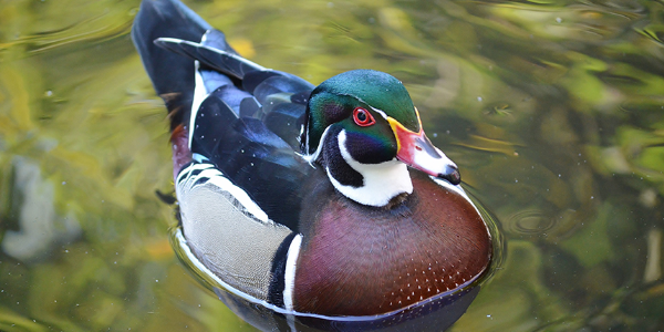 duck