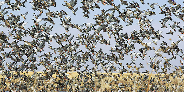 Hundreds of birds flying