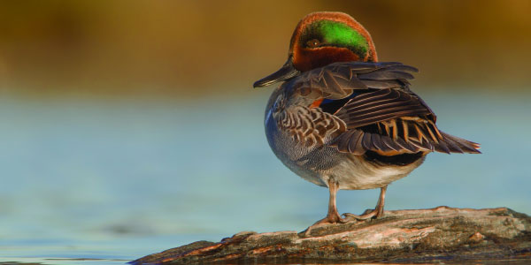 duck