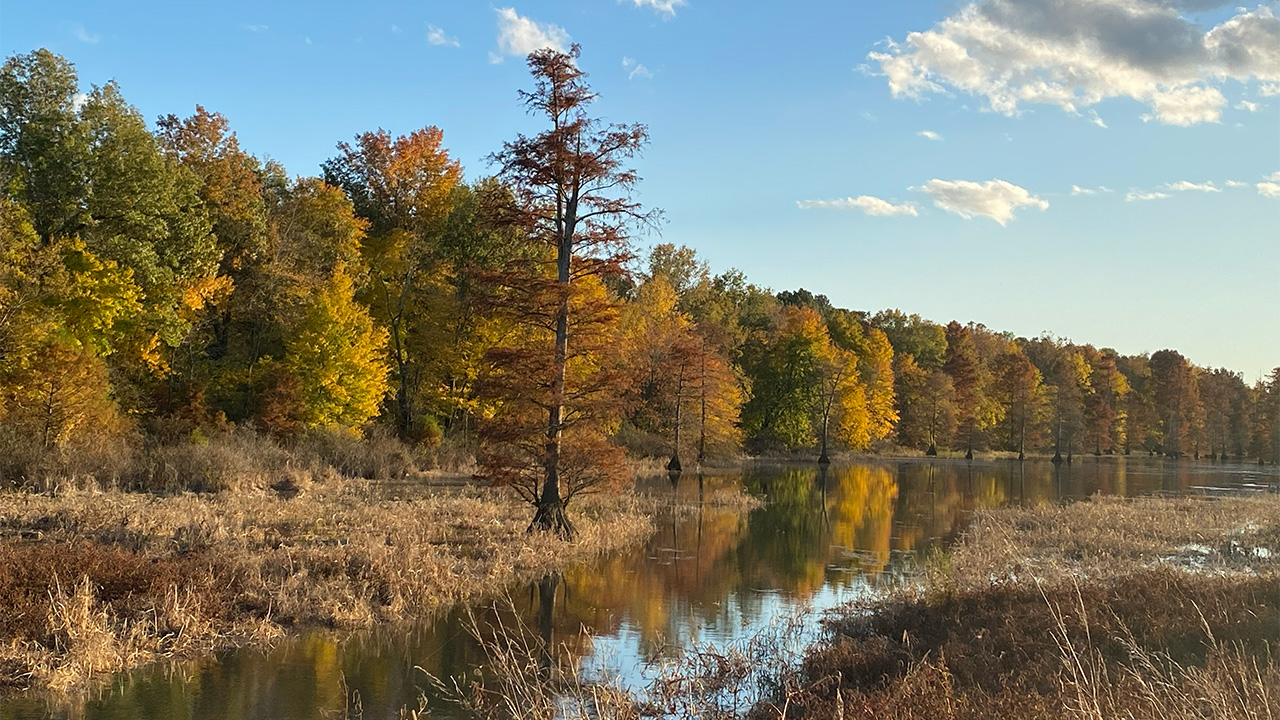 Pond photo